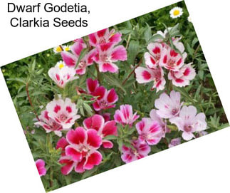 Dwarf Godetia, Clarkia Seeds