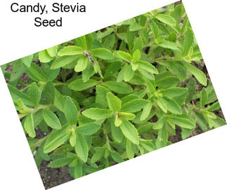 Candy, Stevia Seed