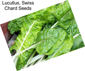 Lucullus, Swiss Chard Seeds