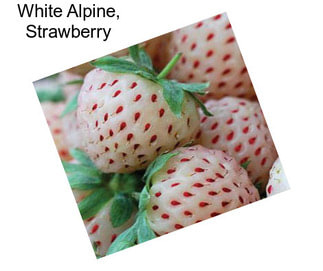 White Alpine, Strawberry