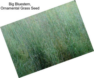 Big Bluestem, Ornamental Grass Seed