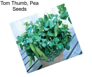 Tom Thumb, Pea Seeds