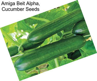 Amiga Beit Alpha, Cucumber Seeds