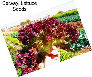 Selway, Lettuce Seeds