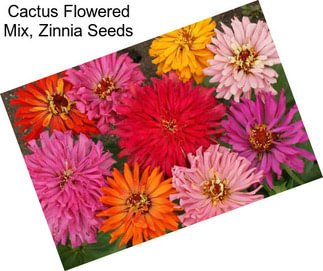 Cactus Flowered Mix, Zinnia Seeds