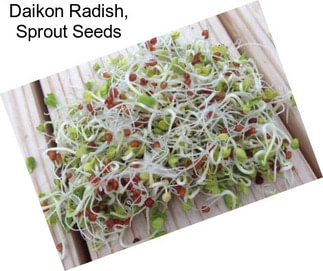 Daikon Radish, Sprout Seeds