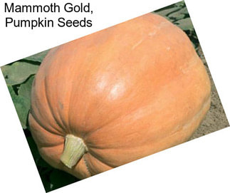 Mammoth Gold, Pumpkin Seeds