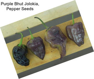 Purple Bhut Jolokia, Pepper Seeds