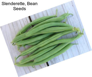 Slenderette, Bean Seeds