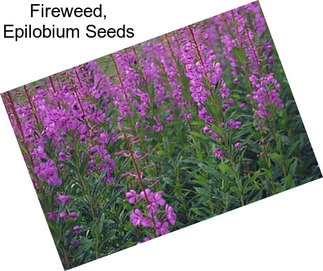 Fireweed, Epilobium Seeds