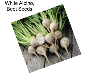 White Albino, Beet Seeds