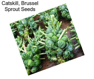 Catskill, Brussel Sprout Seeds