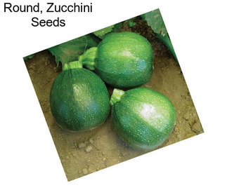 Round, Zucchini Seeds