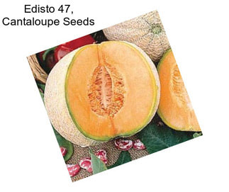 Edisto 47, Cantaloupe Seeds
