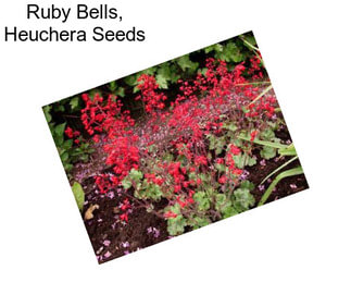 Ruby Bells, Heuchera Seeds