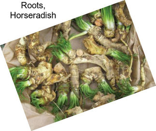 Roots, Horseradish
