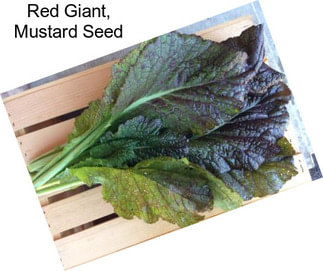 Red Giant, Mustard Seed