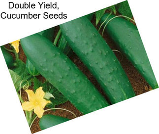 Double Yield, Cucumber Seeds