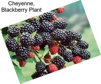 Cheyenne, Blackberry Plant