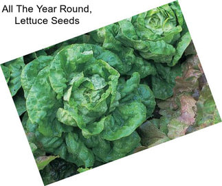 All The Year Round, Lettuce Seeds