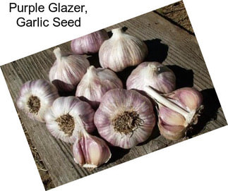 Purple Glazer, Garlic Seed