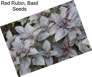 Red Rubin, Basil Seeds