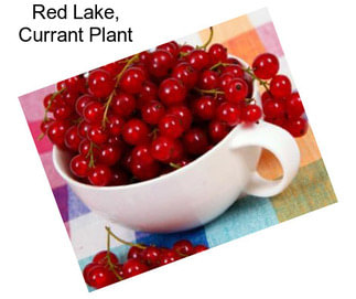 Red Lake, Currant Plant