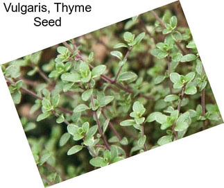 Vulgaris, Thyme Seed