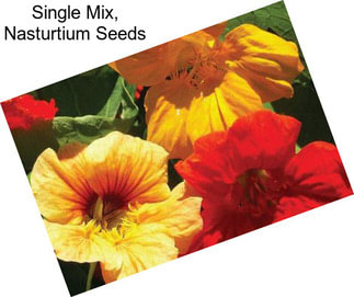 Single Mix, Nasturtium Seeds