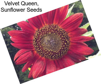 Velvet Queen, Sunflower Seeds