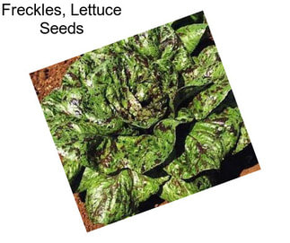 Freckles, Lettuce Seeds