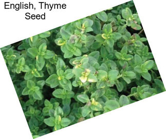 English, Thyme Seed