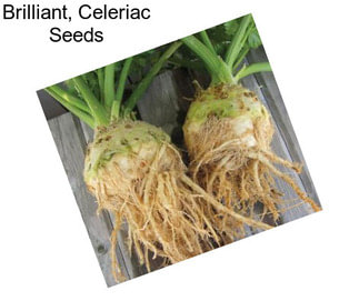 Brilliant, Celeriac Seeds