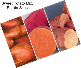 Sweet Potato Mix, Potato Slips
