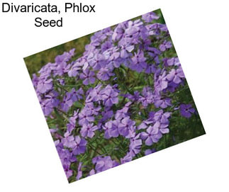 Divaricata, Phlox Seed