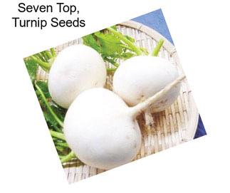 Seven Top, Turnip Seeds