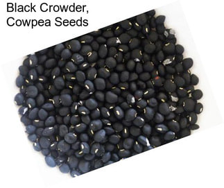 Black Crowder, Cowpea Seeds