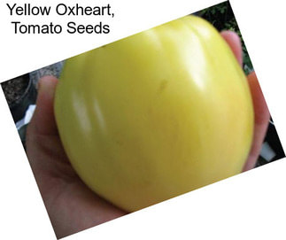 Yellow Oxheart, Tomato Seeds