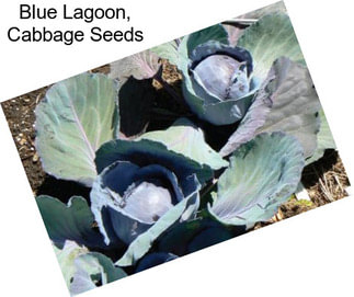 Blue Lagoon, Cabbage Seeds