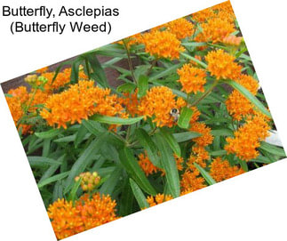 Butterfly, Asclepias (Butterfly Weed)