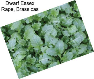 Dwarf Essex Rape, Brassicas