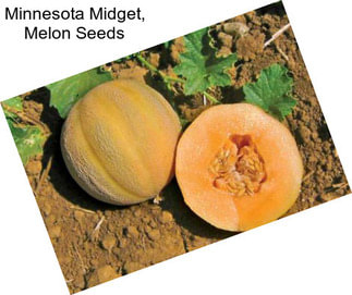Minnesota Midget, Melon Seeds