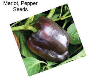 Merlot, Pepper Seeds