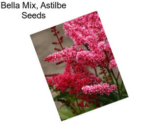 Bella Mix, Astilbe Seeds