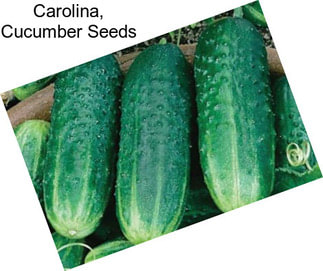 Carolina, Cucumber Seeds