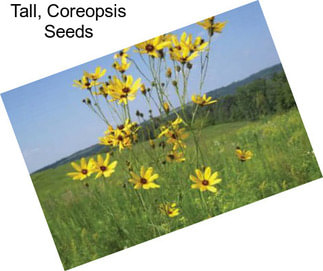 Tall, Coreopsis Seeds