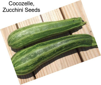 Cocozelle, Zucchini Seeds