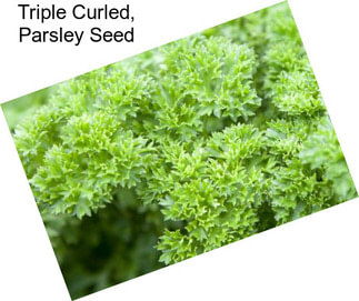 Triple Curled, Parsley Seed