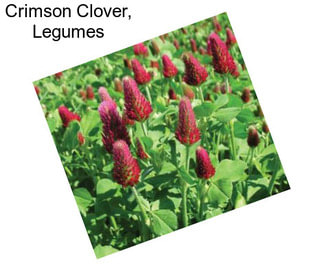 Crimson Clover, Legumes