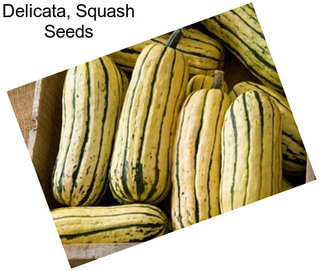 Delicata, Squash Seeds